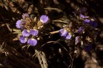 Blepharis grandis