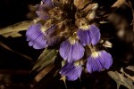 Blepharis grandis
