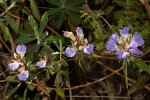 Blepharis grandis