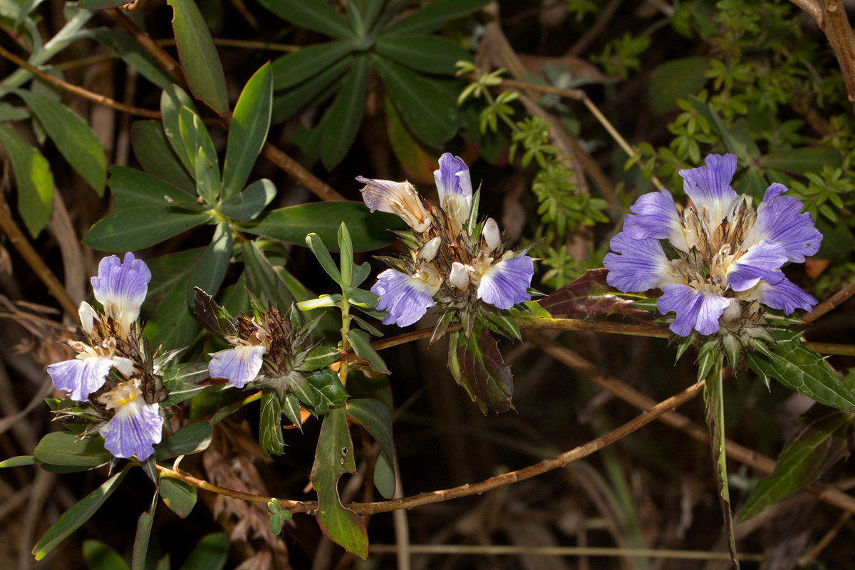 Blepharis grandis
