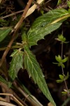 Blepharis grandis
