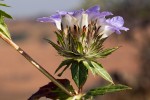 Blepharis grandis