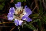 Blepharis grandis