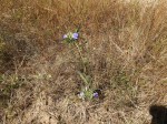 Blepharis grandis