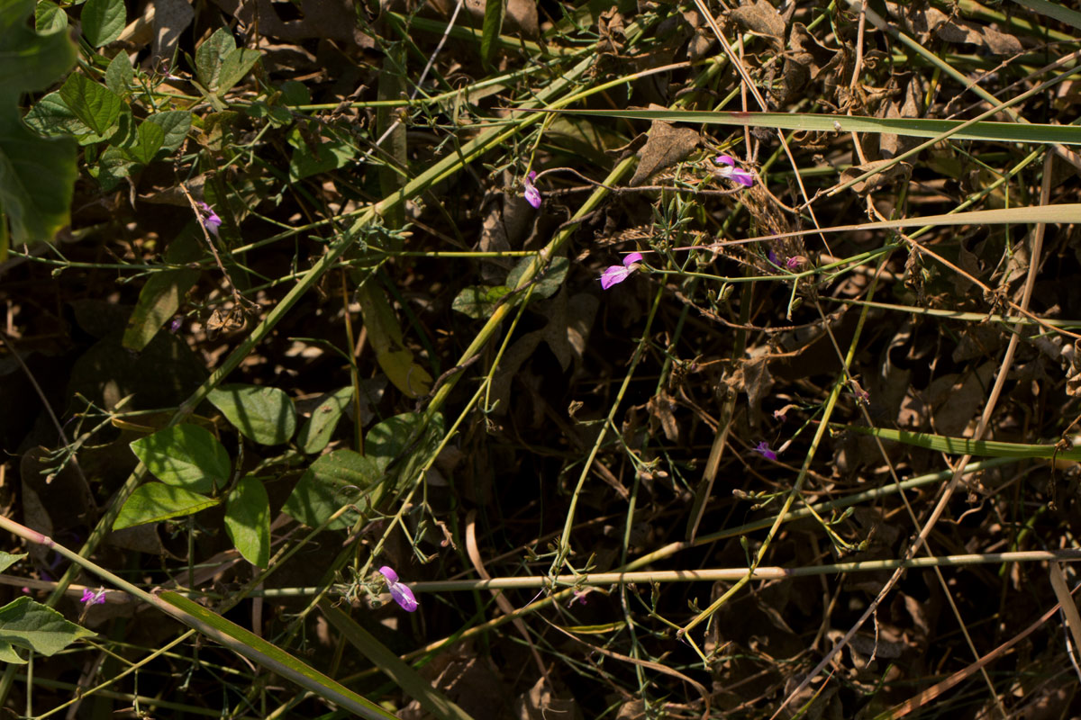 Dicliptera aculeata