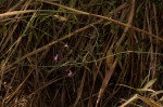 Dicliptera aculeata