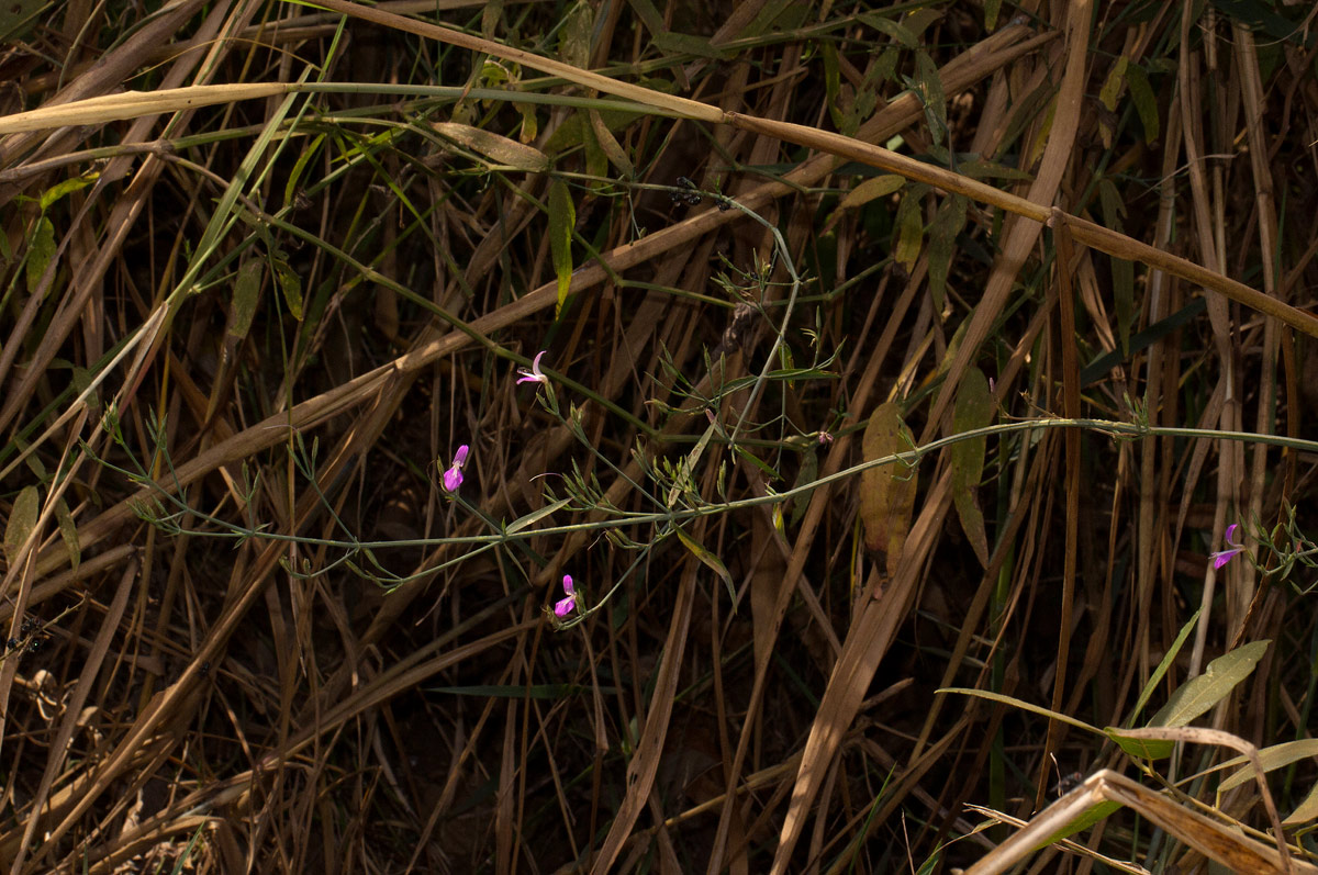 Dicliptera aculeata
