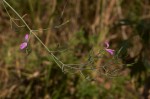 Dicliptera aculeata