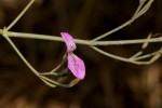 Dicliptera aculeata