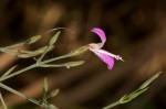 Dicliptera aculeata