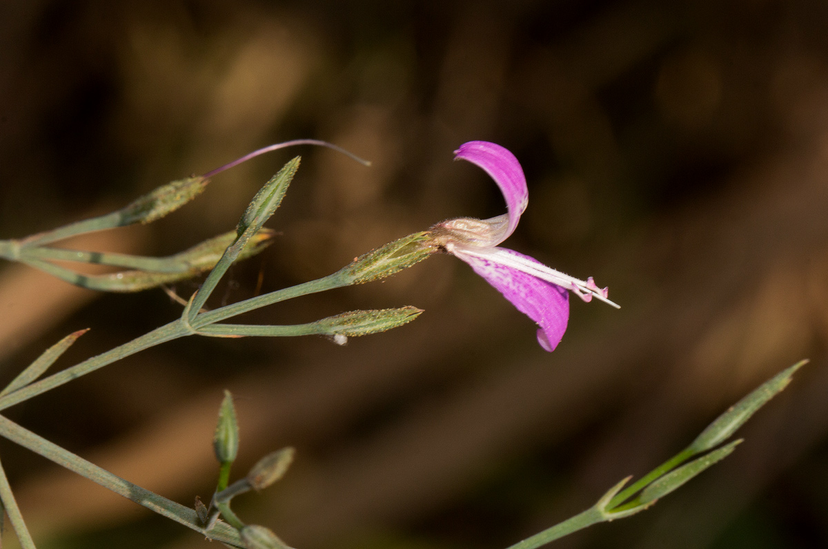Dicliptera aculeata