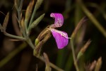 Dicliptera aculeata