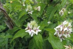 Ruttya ovata