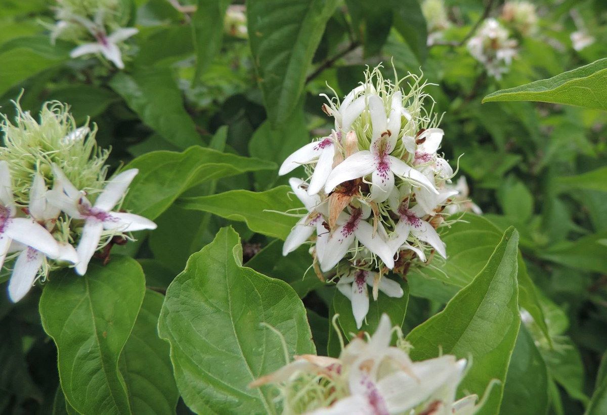 Ruttya ovata