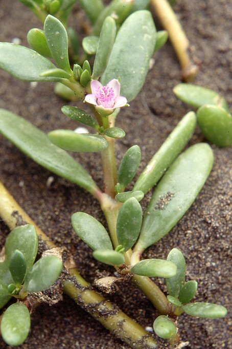 Sesuvium portulacastrum