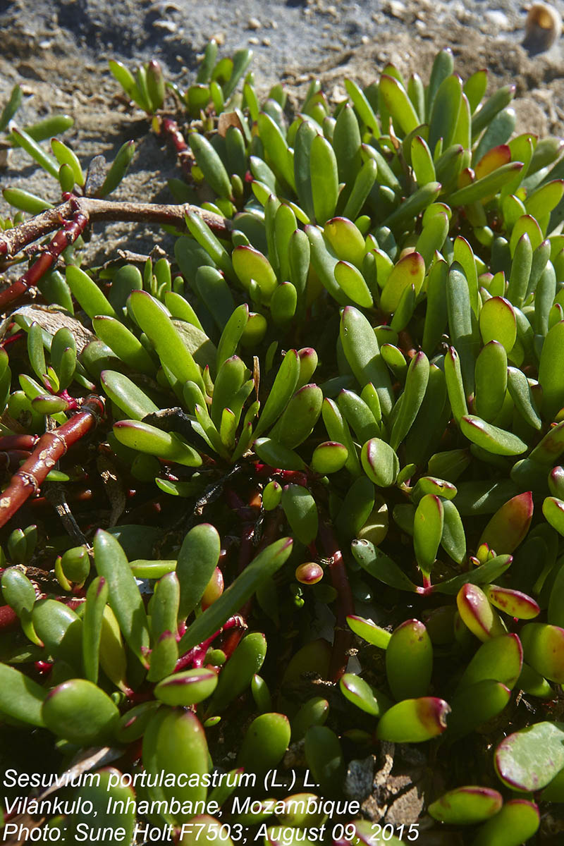 Sesuvium portulacastrum