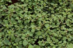 Trianthema portulacastrum