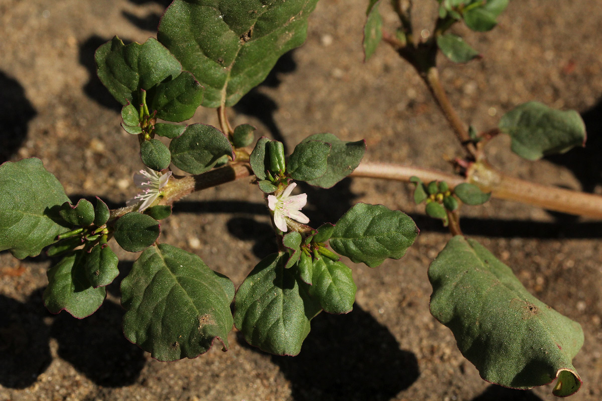 Trianthema portulacastrum
