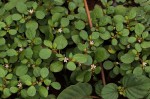 Trianthema portulacastrum