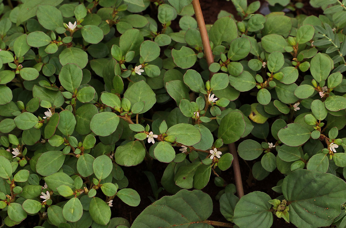 Trianthema portulacastrum