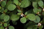 Trianthema portulacastrum