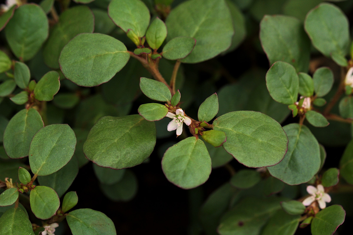 Trianthema portulacastrum