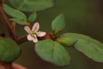 Trianthema portulacastrum
