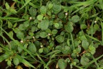 Trianthema portulacastrum