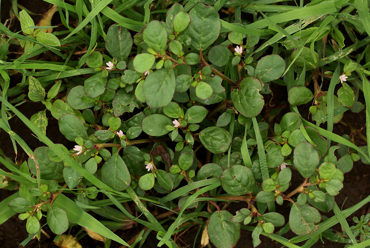 Trianthema portulacastrum