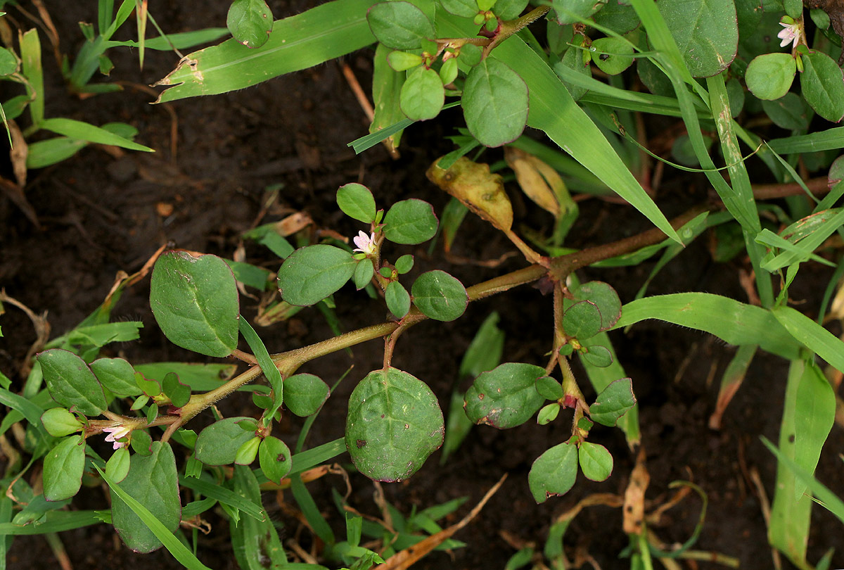 Trianthema portulacastrum
