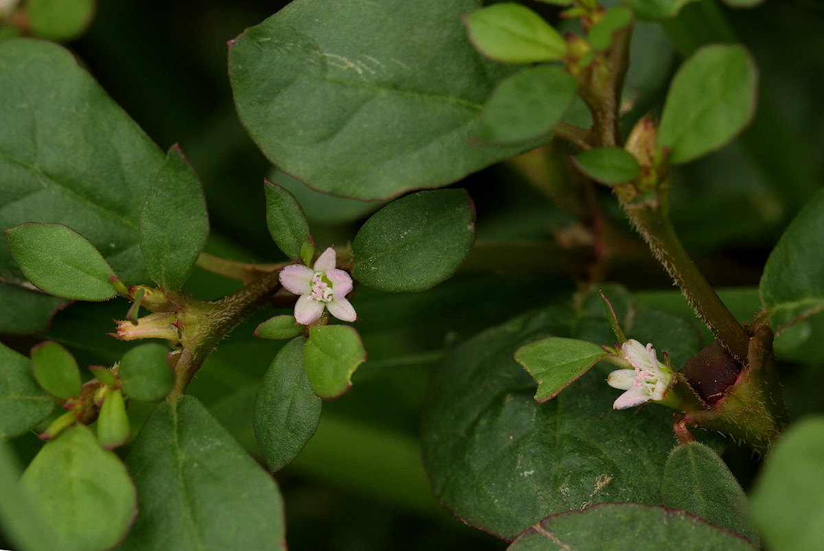 Trianthema portulacastrum