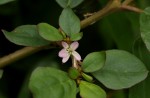 Trianthema portulacastrum