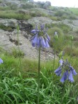 Agapanthus inapertus subsp. intermedius