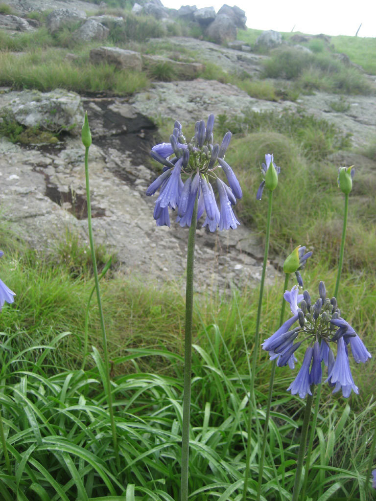 Agapanthus inapertus subsp. intermedius