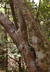 Glyphaea tomentosa