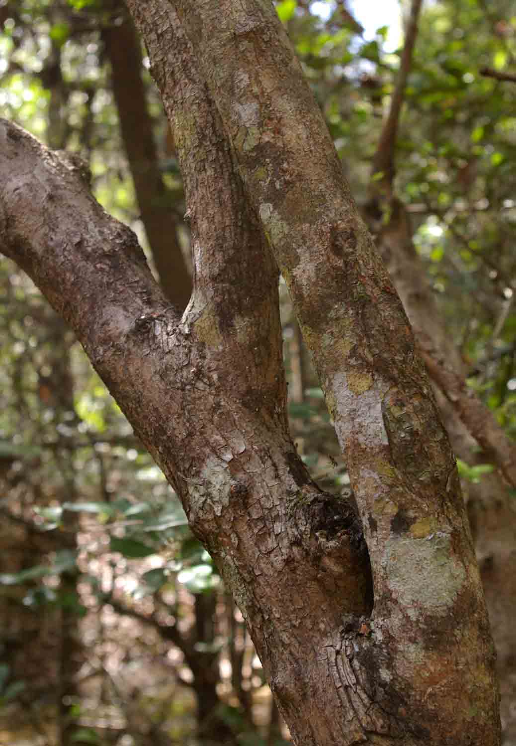 Glyphaea tomentosa