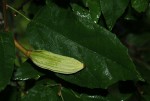Glyphaea tomentosa