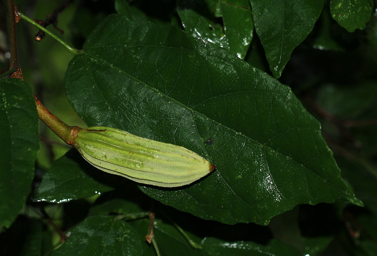Glyphaea tomentosa