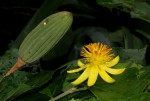 Glyphaea tomentosa