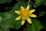 Glyphaea tomentosa