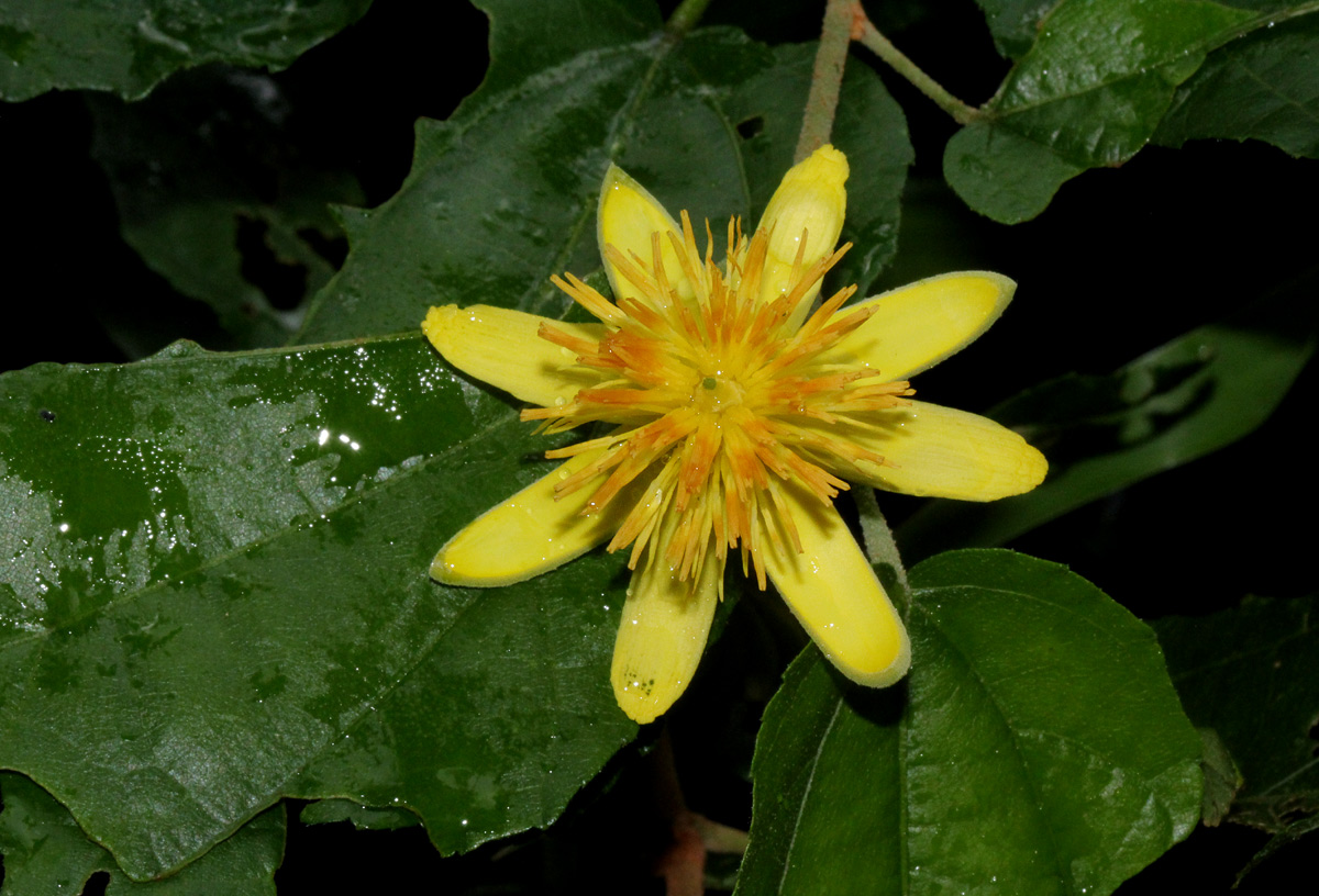 Glyphaea tomentosa