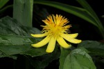 Glyphaea tomentosa