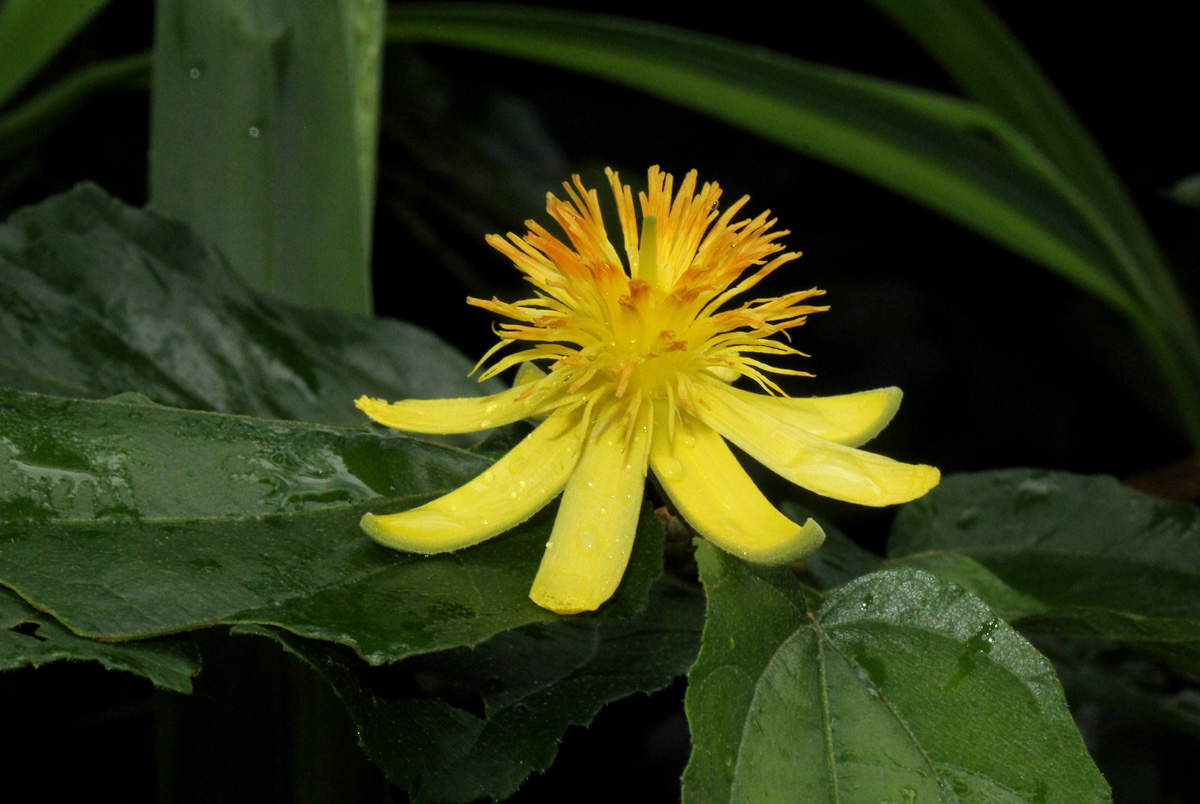 Glyphaea tomentosa