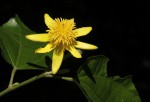 Glyphaea tomentosa