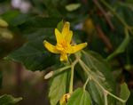 Glyphaea tomentosa