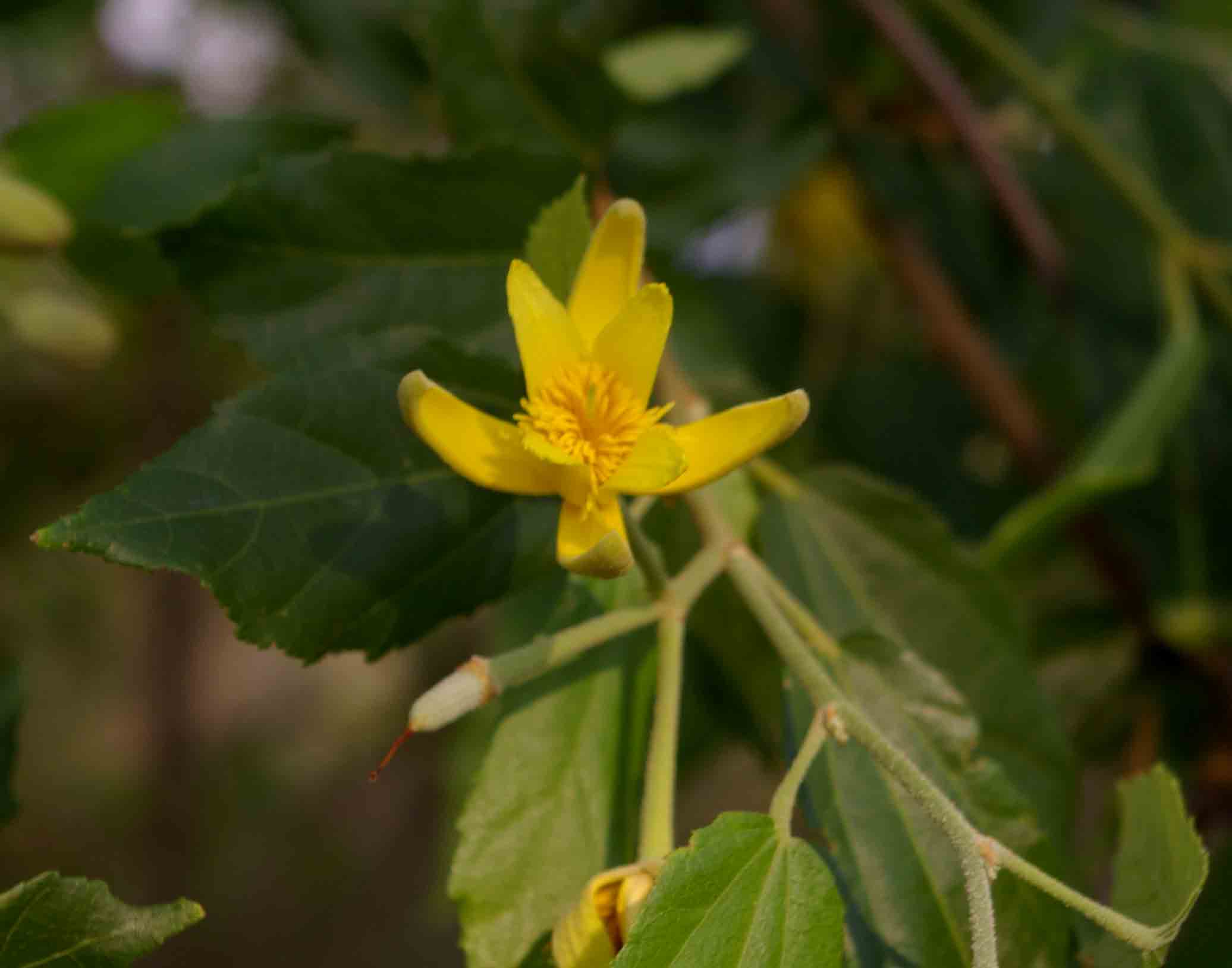 Glyphaea tomentosa