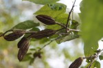 Glyphaea tomentosa