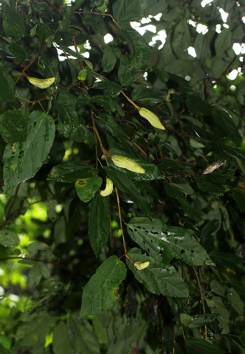 Glyphaea tomentosa
