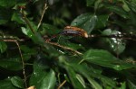 Glyphaea tomentosa