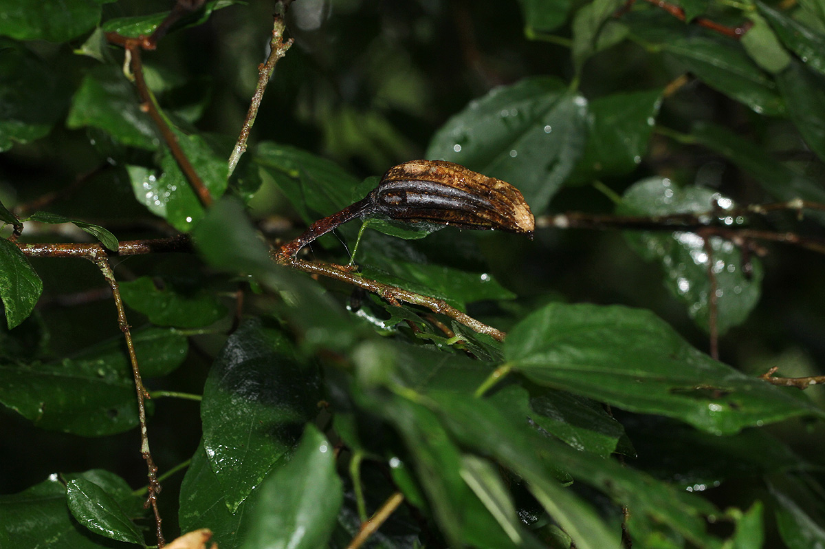 Glyphaea tomentosa